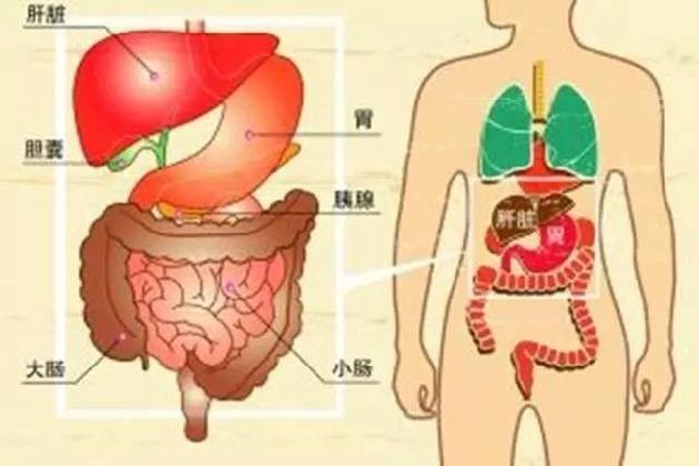 胃和肝的位置图片图片
