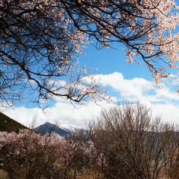 清平乐迎春词两首～文/梧桐（图2）